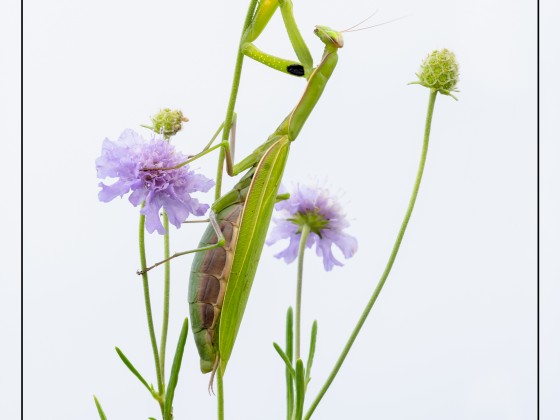 Mantis religiosa