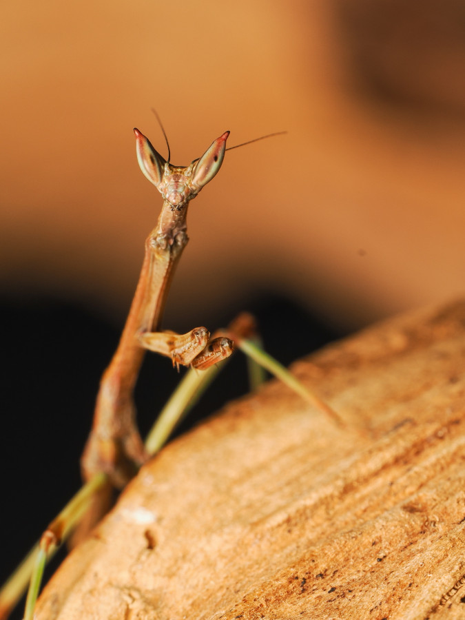 Heterochaeta orientalis L3 Nymph