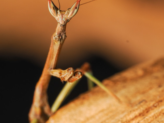 Heterochaeta orientalis L3 Nymph