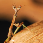 Heterochaeta orientalis L3 Nymph