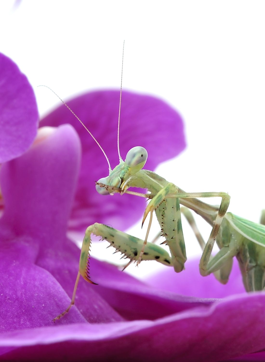 Miomantis  binotata