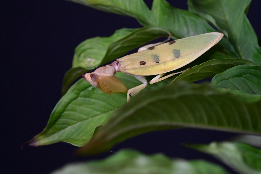 Helvia cardinalis