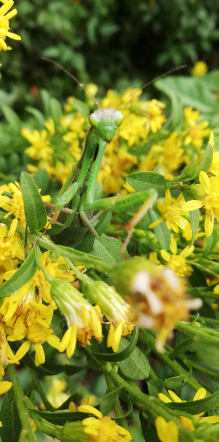 Mantis Religiosa im Gütenbachtal gesichtet