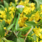 Mantis Religiosa im Gütenbachtal gesichtet