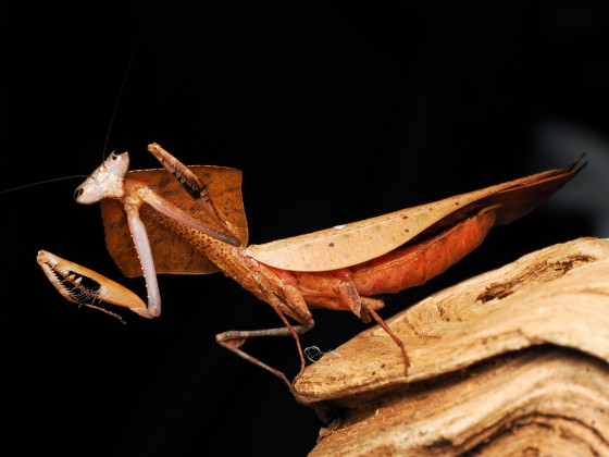 Deroplatys Truncata