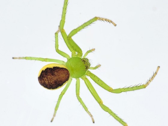 Diaea dorsata