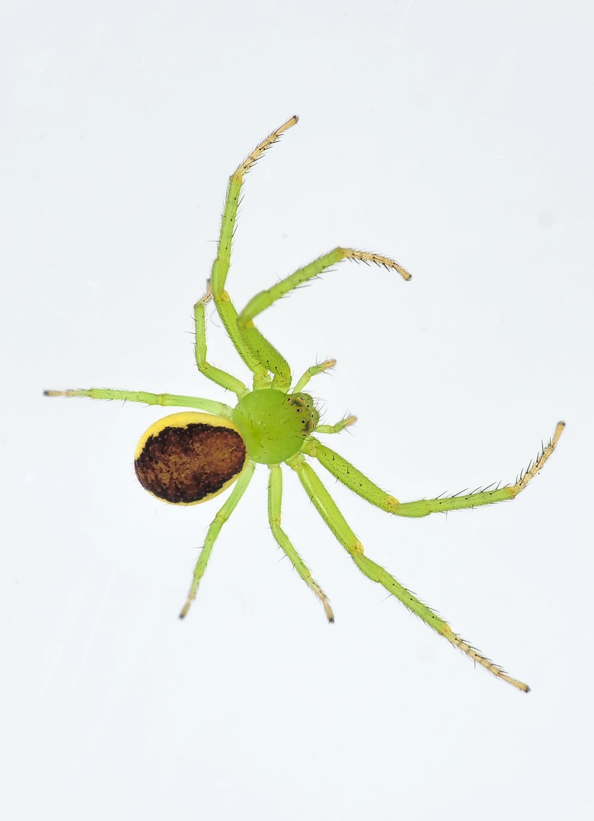 Diaea dorsata