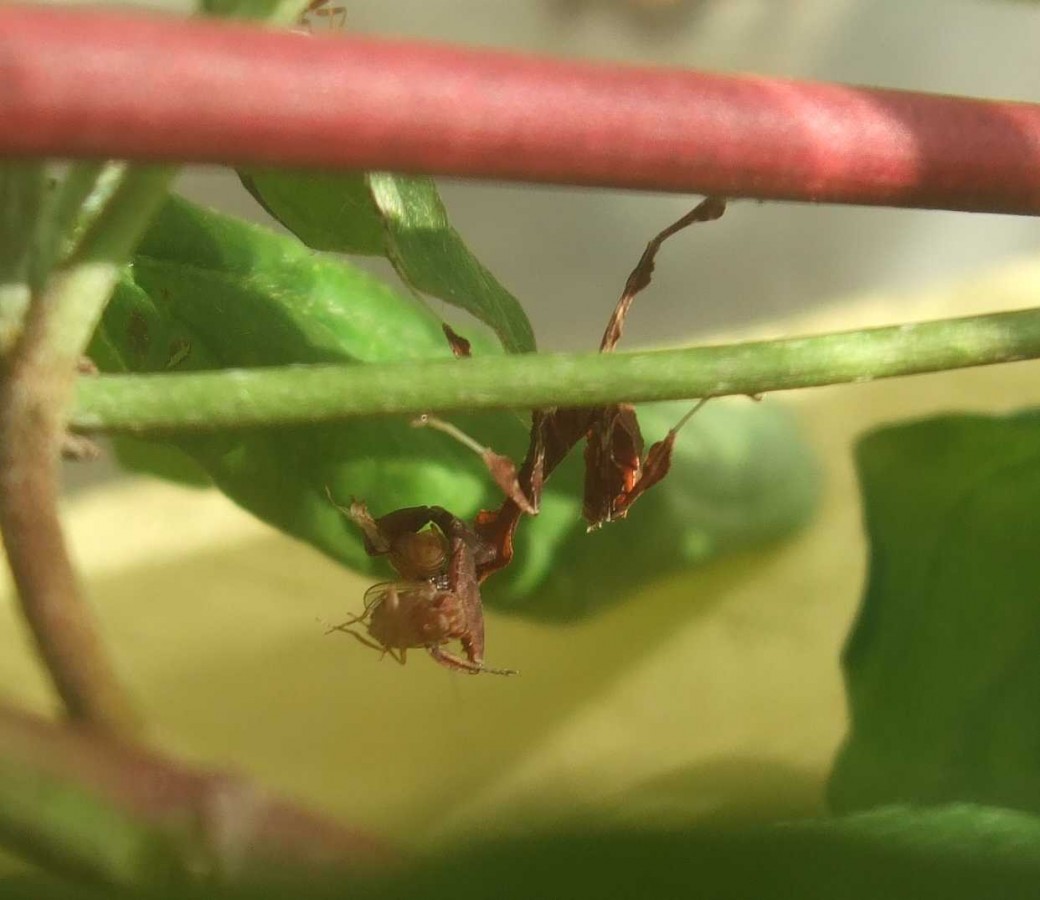 Phyllocrania Paradoxa Nymphe beim fressen einer Drosophila