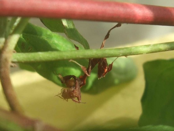 Phyllocrania Paradoxa Nymphe beim fressen einer Drosophila