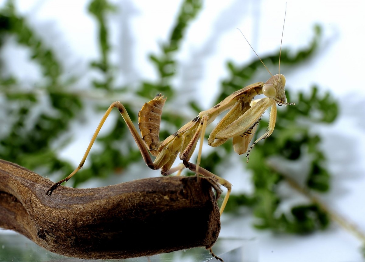 Sphodromantis viridis