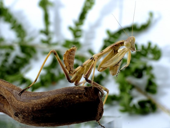 Sphodromantis viridis