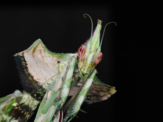 Idolomantis diabolica Weibchen adult