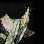 Idolomantis diabolica Weibchen adult