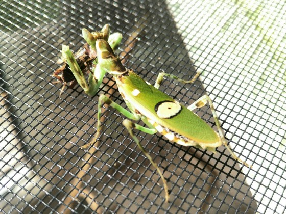 Asiatische blütenmantis