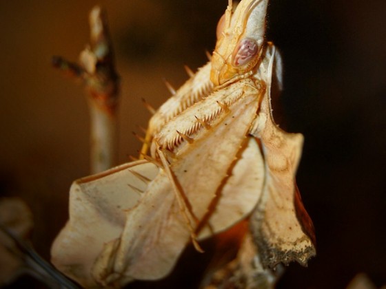 Idolomantis diabolica