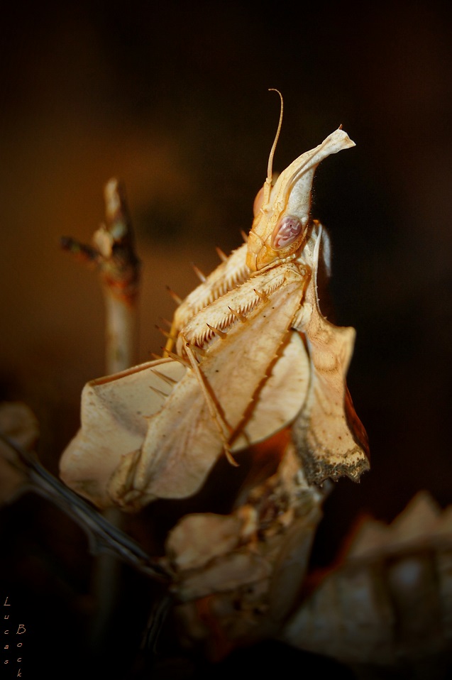 Idolomantis diabolica