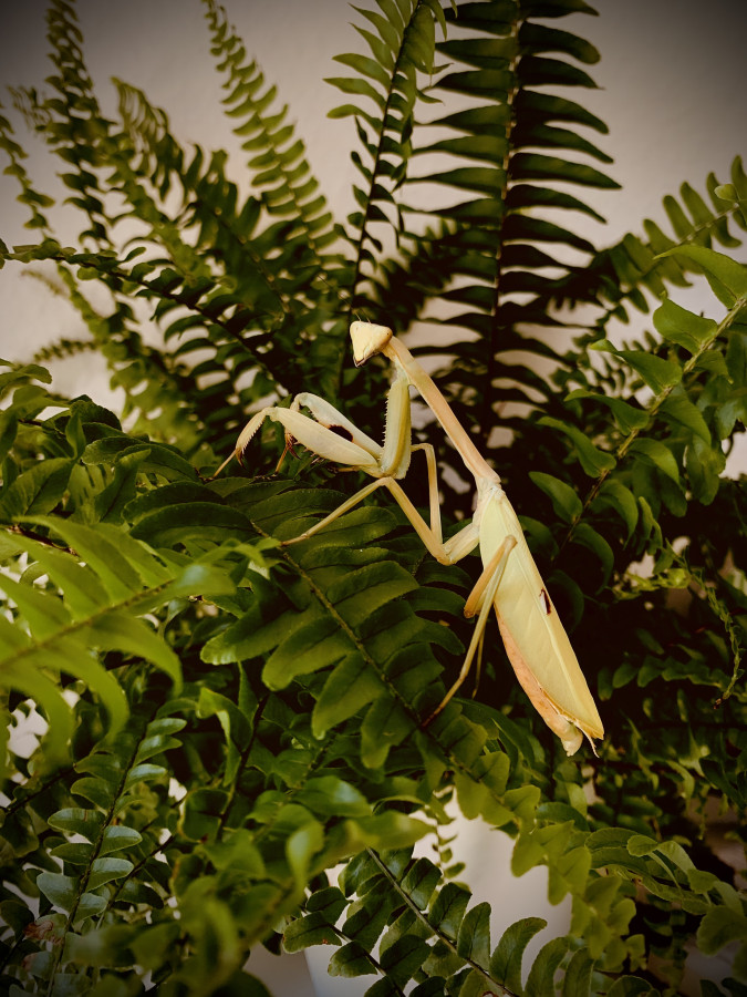 Stagmatoptera femoralis ♀