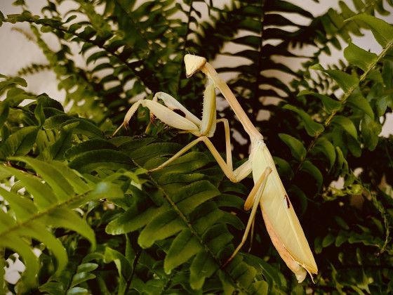 Stagmatoptera femoralis ♀