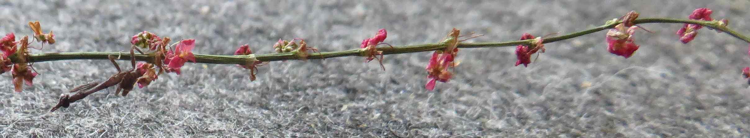 leider mittlerweile etwas vertrocknet, sah fast aus wie ein Orchideelein