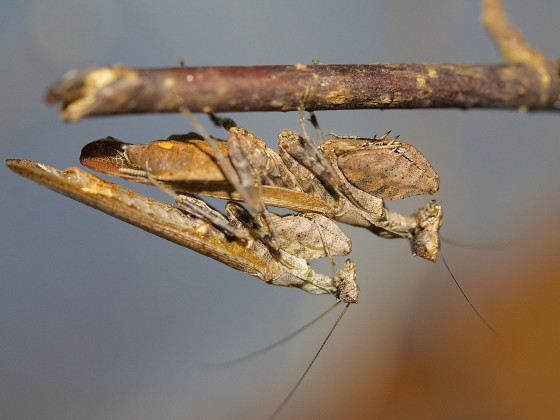 Otomantis sp.