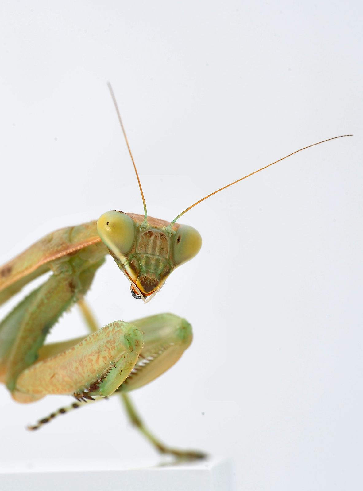 Sphodromantis viridis