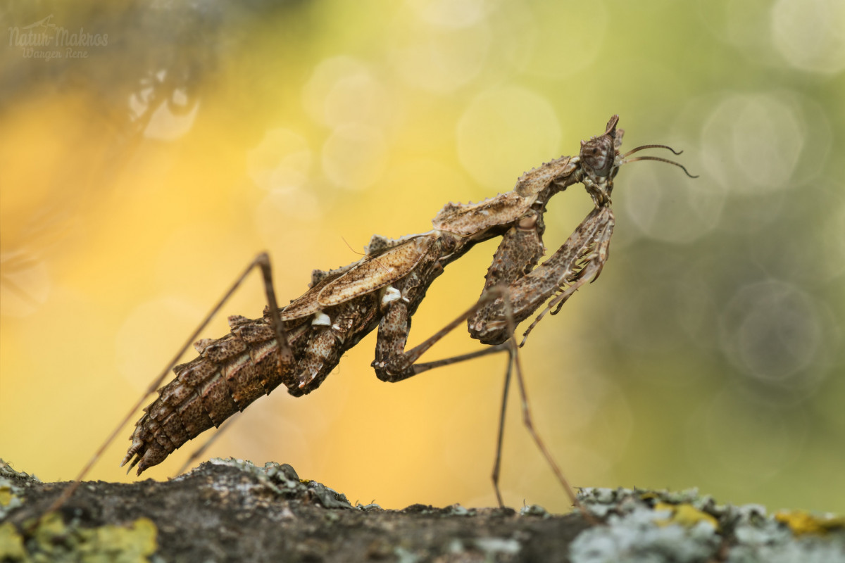 Haania orlovi, 1.0 subadult