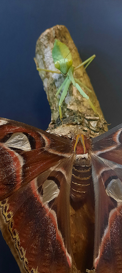 Rhombodera megaera + Attacus atlas