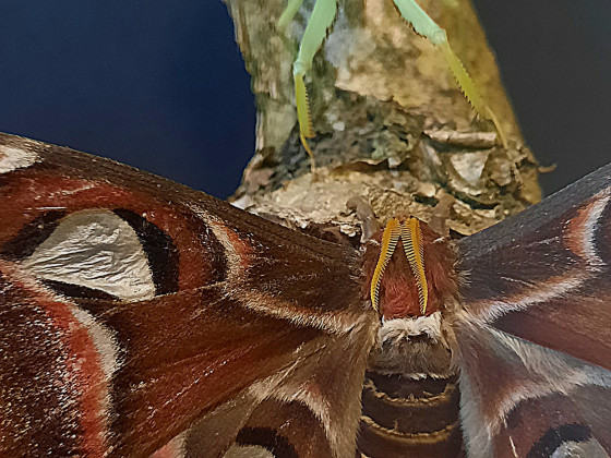 Rhombodera megaera + Attacus atlas