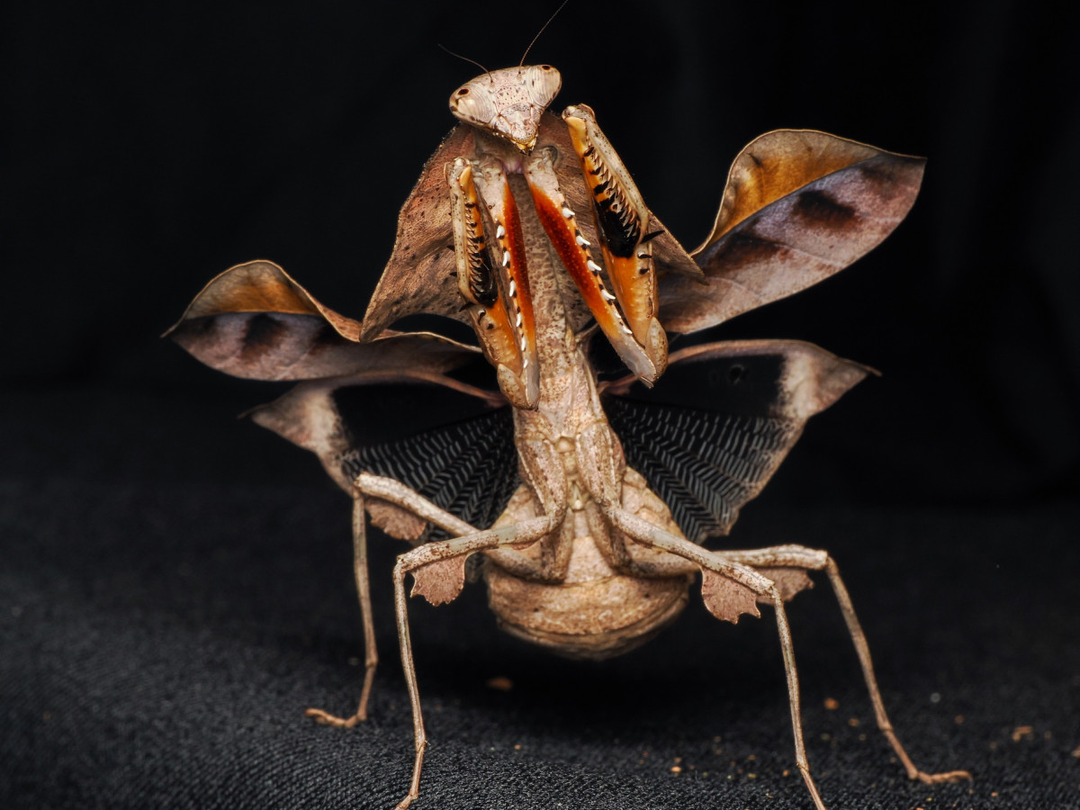 Deroplatys Lobata Weibchen adult