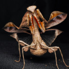 Deroplatys Lobata Weibchen adult