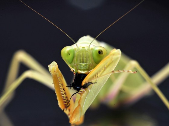 Sphodromantis lineola