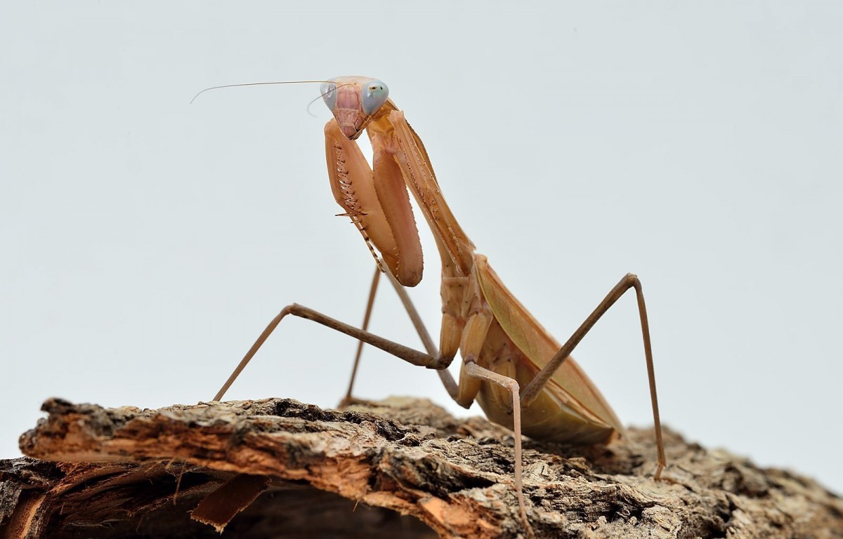 Sphodromantis viridis