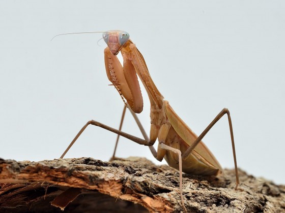 Sphodromantis viridis