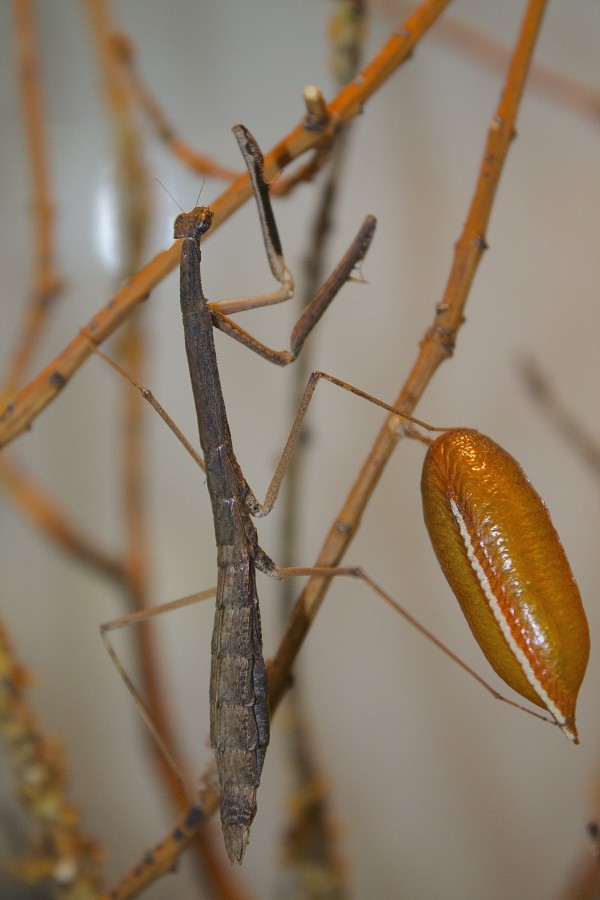 Hoplocorypha sp. "Tansania"