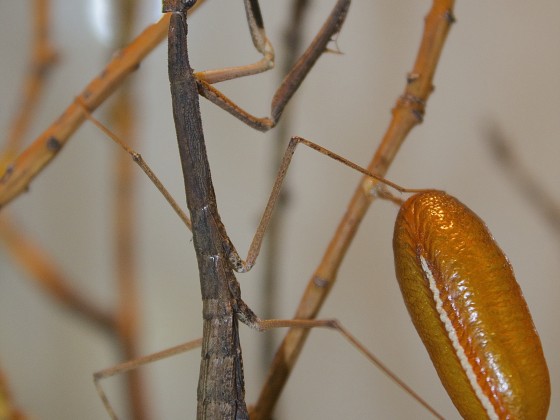 Hoplocorypha sp. "Tansania"