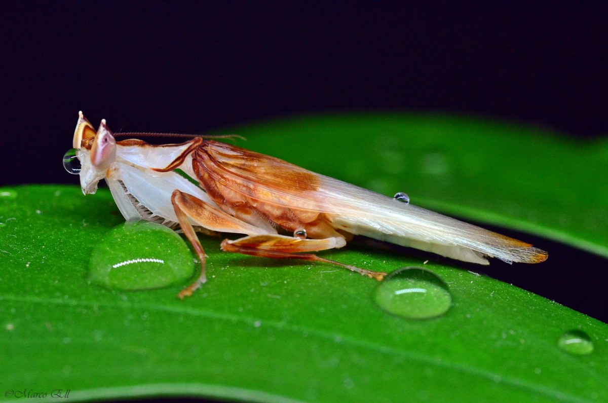 Hymenopus coronatus 1.0 adult