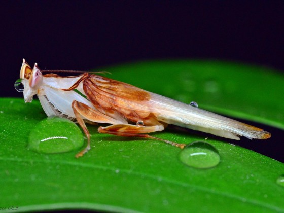 Hymenopus coronatus 1.0 adult