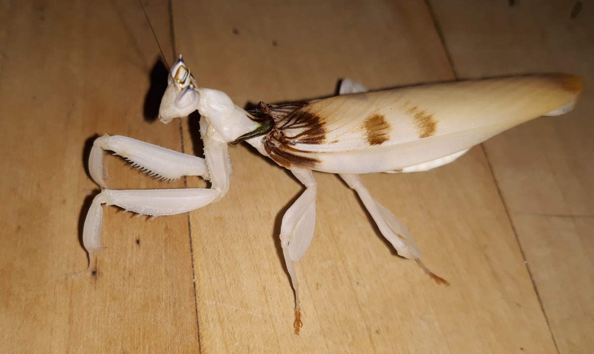 Hymenopus Coronatus  Adult