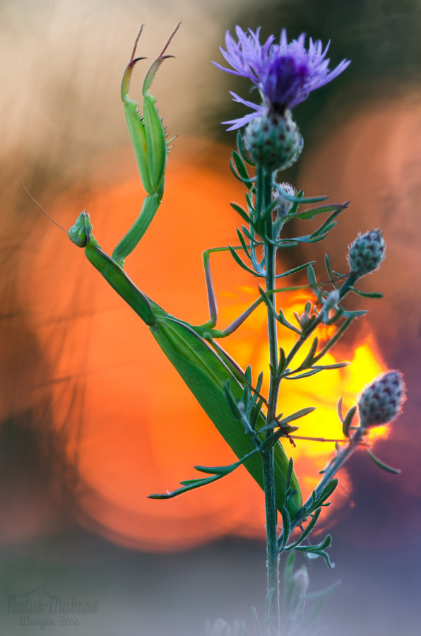 Europäische Gottesanbeterin (Mantis religiosa) 0.1, adult