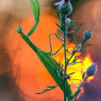 Europäische Gottesanbeterin (Mantis religiosa) 0.1, adult