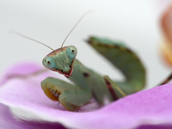 Hierodula patellifera