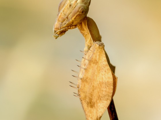 Gongylus gongylodes 0.1 adult