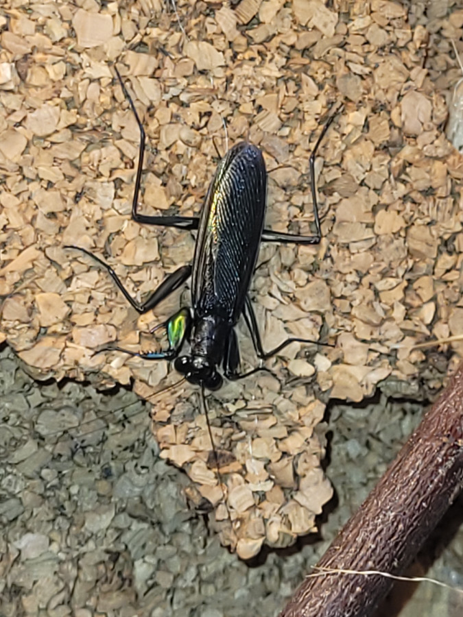 Metallyticus splendidus male