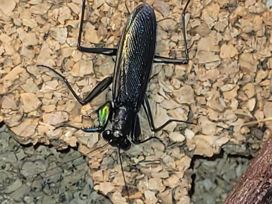 Metallyticus splendidus male