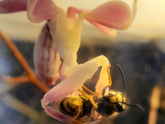 Hymenopus coronatus Weibchen