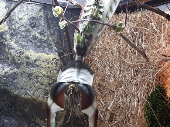 Meine erste adulte Idolomantis diabolica (male)