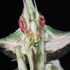 Idolomantis diabolica Weibchen adult