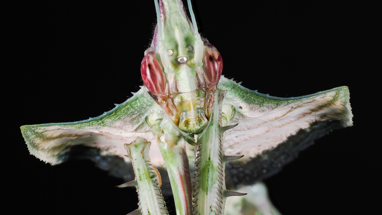 Idolomantis diabolica Weibchen adult