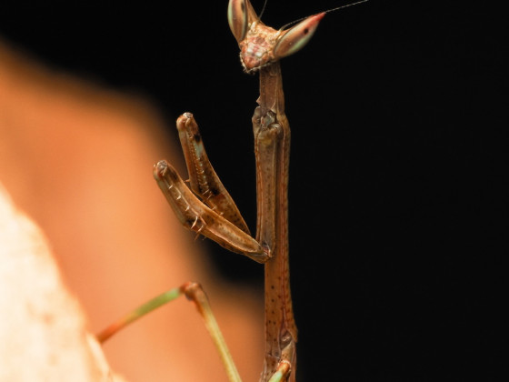 Heterochaeta orientalis L3 Nymph