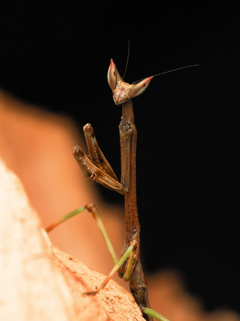 Heterochaeta orientalis L3 Nymph